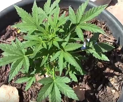 planta de marihuana comienzo de floracion